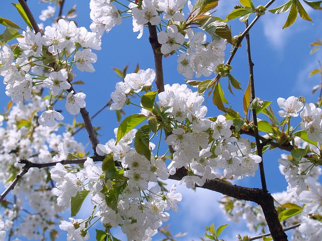 Quel est l'impact du jardinage sur l'environnement ?