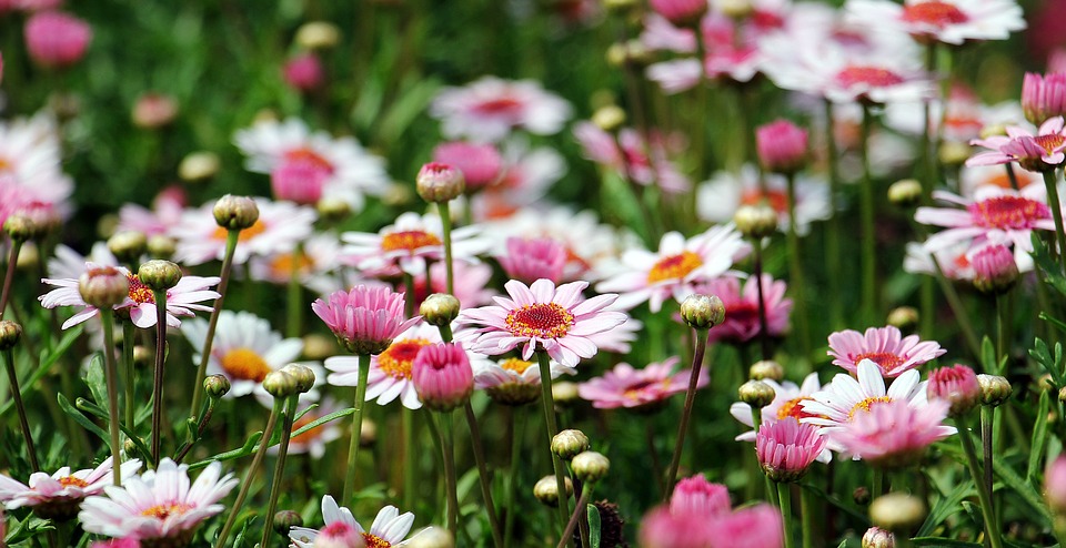 Combien coute les graines de fleurs pour un jardin ?