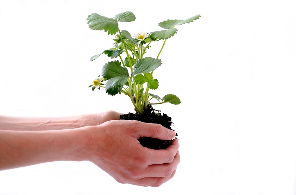 Faut-il des compétences préalables pour faire du jardinage ?