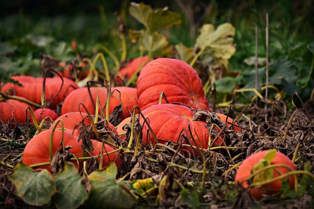 Les fondamentaux de la permaculture pour un jardin florissant