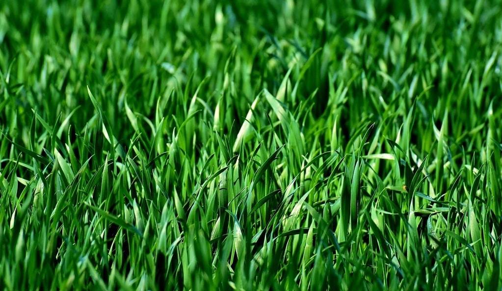 Le jardinage durable avec une tondeuse manuelle