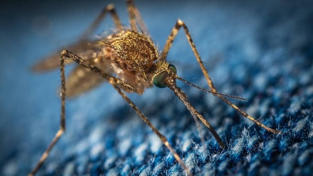 Comprendre le fonctionnement d'un piege moustique efficace