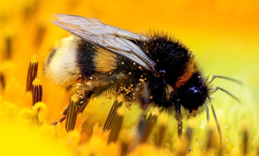Les méthodes naturelles pour gérer la présence de bourdons