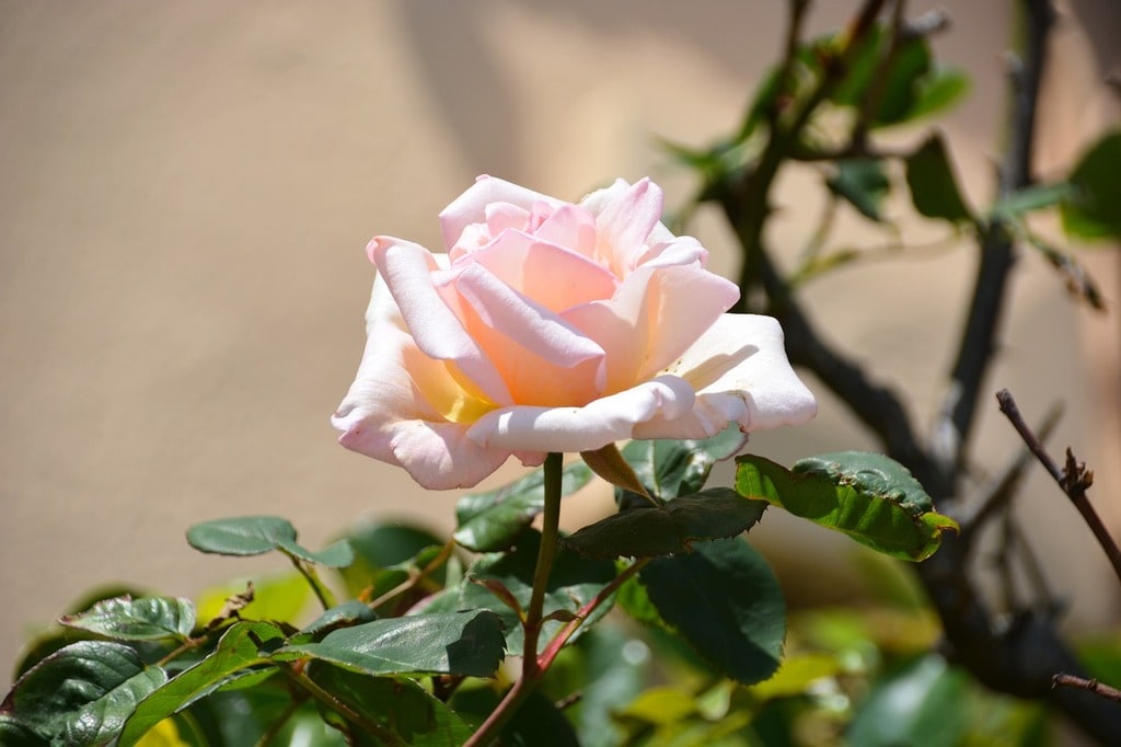 Les grandes étapes pour entretenir son jardin